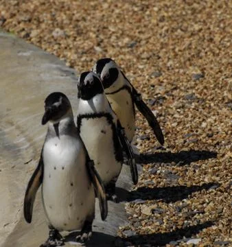March of the Penguins Stock Photos
