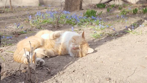 March red cat is sleeping and basking in the sun near spring flowers Stock-Footage 106041550