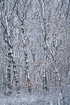 March snow in the forest Stock Photos
