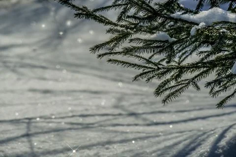 March snow glitters Stock Photos