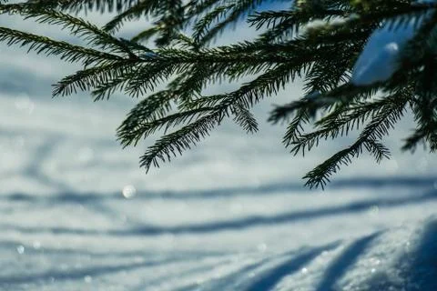 March snow glitters Stock Photos