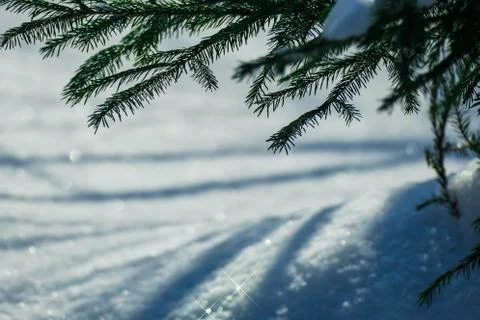 March snow glitters Stock Photos