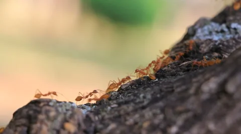 Marching Ants Stock Footage 49695644