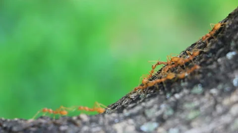 Marching Ants Stock Footage 50348705