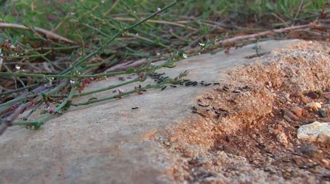 Marching ants Stock Footage 56245317