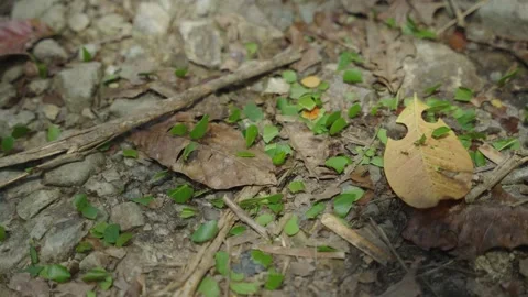 Marching ants with leaves 4K Stock-Footage 228169444