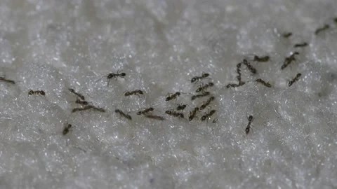 Marching ants walking along carpet fibers close up 스톡 동영상 137287860