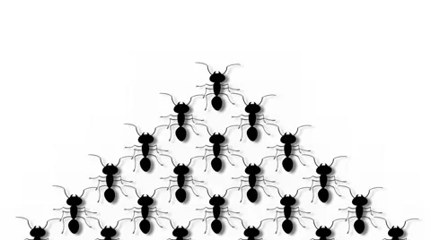 MARCHING ANTZ  Stock Footage 4120154