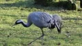 Marching crane 5938 HD Footage
