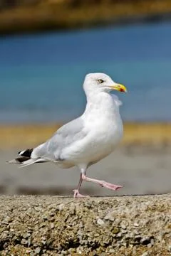 Marching gull Stock Photos