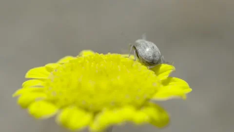Marching insect on the yellow flower Stock Footage 139742046