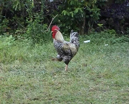 Marching rooster Stock Footage 378062