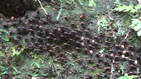 Marching termites, Malaysia Stock-Footage 133676814