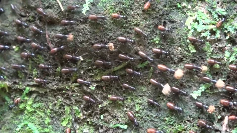 Marching termites, Malaysia Stock Footage 133676831