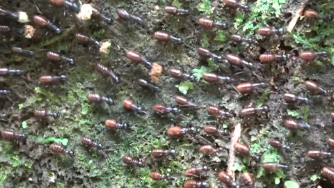 Marching termites, Malaysia Stock-Footage 133676846