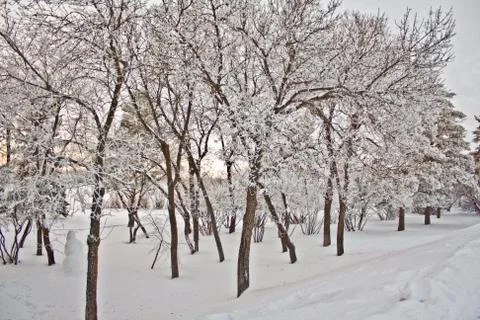 Marching trees Stock Photos