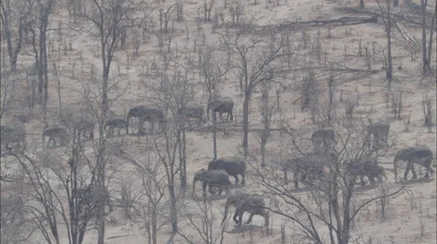 Marching Wildlife Migration Elephants Herd Vidéo 44672199