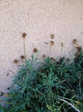 Marchito Stock Photos