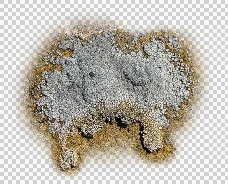 Marco close-up of a light gray crust rock lichen surround on a transparent Stock Photos
