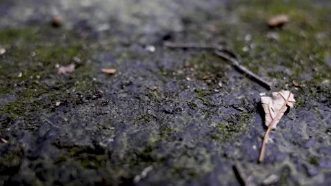 Marco close up shot ants marching in 4k evening Stock Footage 215191704