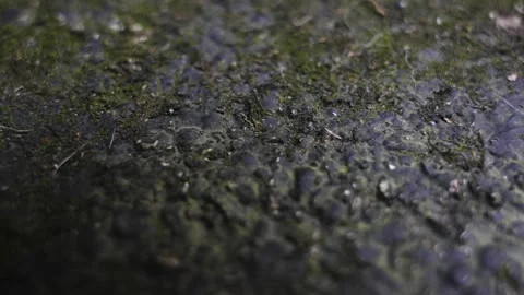Marco close up shot ants marching in 4k evening Stock Footage 215192856