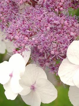 Marco closeup blossom Hydrangea Foto stock