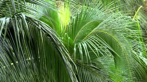 Marco Island Foliage Video stock 33732265