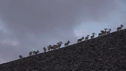 Marco Polo sheep herd walking on a mountain Stock Footage