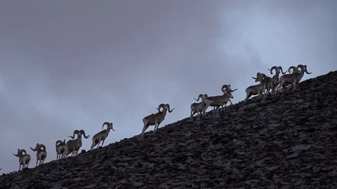 Marco Polo sheep herd walking on a mountain 2 Stock Footage