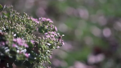 Marco shallow focus shot of a bee on  purple flowers with blurred background Stock Footage 196623680
