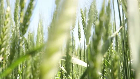 Marco shot of wheat 스톡 동영상 166892614