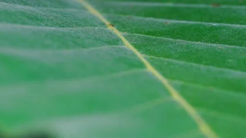 Marco texture of green leaf veins selective focus with blur background  Stock Footage 231383123
