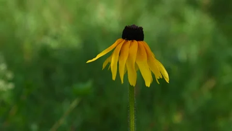 Marco video of a single bright yellow Black-eyed Susan wildflower Stock Footage 136484248