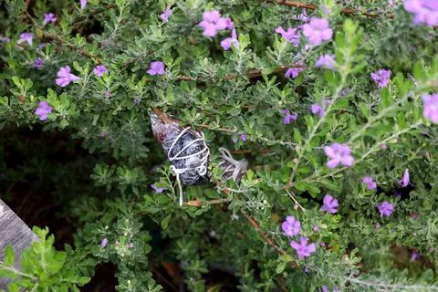 Marcotting method on Barometer bush branch. Foto stock