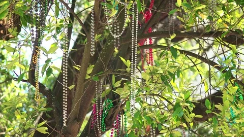 Mardi Gras Beads Hanging From a Tree in New Orleans Stock-Footage 70679596