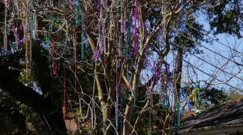 Mardi Gras Beads in a Tree on St Charles Avenue 4061 Stock Footage 35760952
