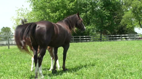 Mare and 2 week old colt turn around  Video stock 714652
