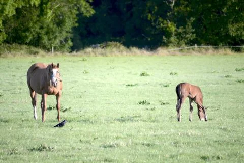 Mare and foa Stock Photos