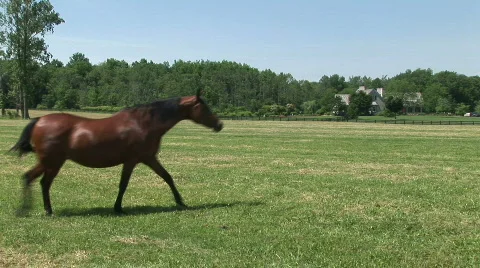 A mare and foal with barns in background Stock Footage 525543