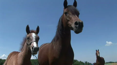 A mare and foal close to camera Stock Footage 526342