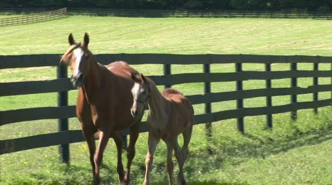 Mare and foal 動画素材 524897