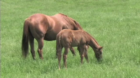 Mare and foal Stock Footage 774592