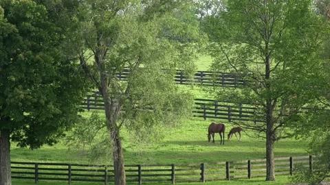 Mare and foal Stock Footage 131168773