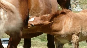 Mare and foal in freedom. Stock Footage 86080624
