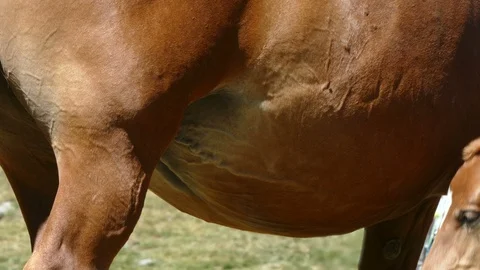 Mare and foal in freedom. 스톡 동영상 86105306