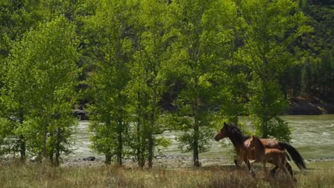 Mare and Foal Galloping by a River, Lush Green Foliage Background Stock Footage 296856613