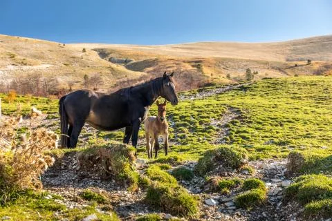 Mare and Foal Living Semi Wild in the Italian Mountains Stock Photos