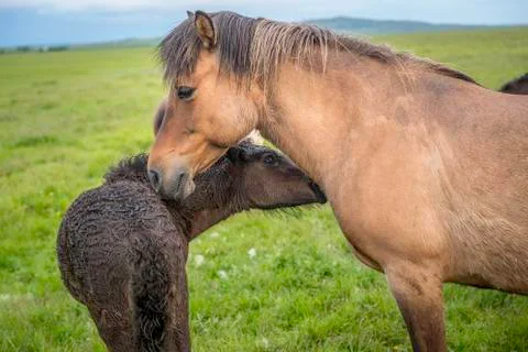 Mare and foal 写真素材