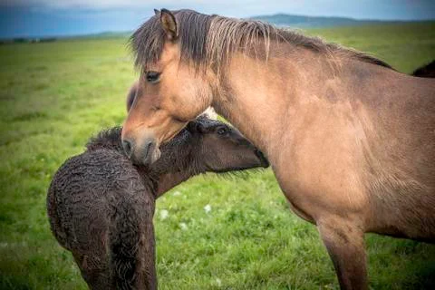 Mare and foal Stock Photos