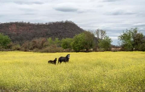 Mare and foal Stock Photos